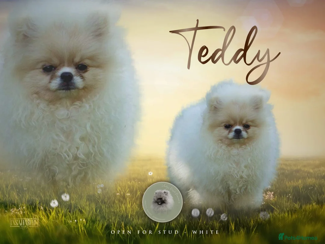 Pomeranian dogs for stud: Biggest Quality Pom StudTeam In uk  in Pontefract - Advert 8