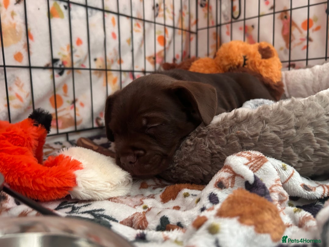 Mixed Breed dogs for sale: French bulldog x patterdale terrier puppy  - Advert 2