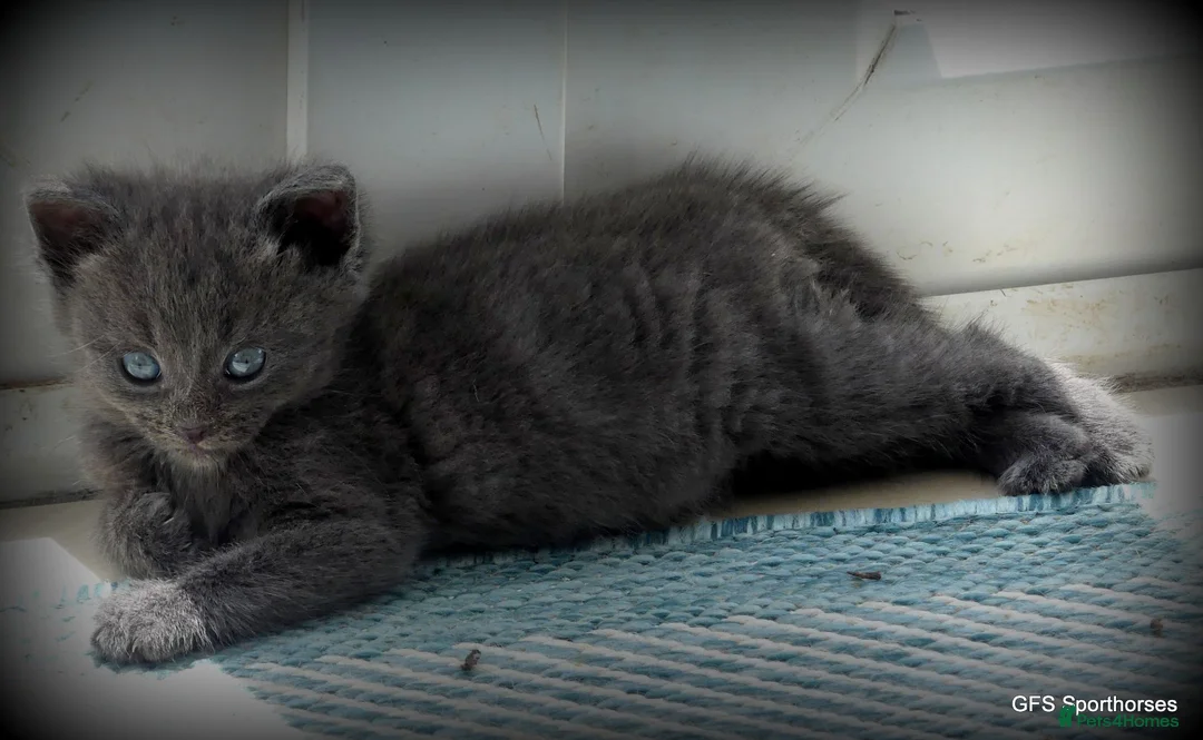Mixed Breed cats for sale: Gorgeous Rag Doll/Maine Coon/Russian Blue X - Advert 31