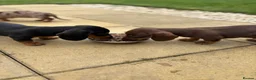 Miniature Dachshund dogs for sale: READY TO GO ! Miniature smooth haired dachshund - Advert 5