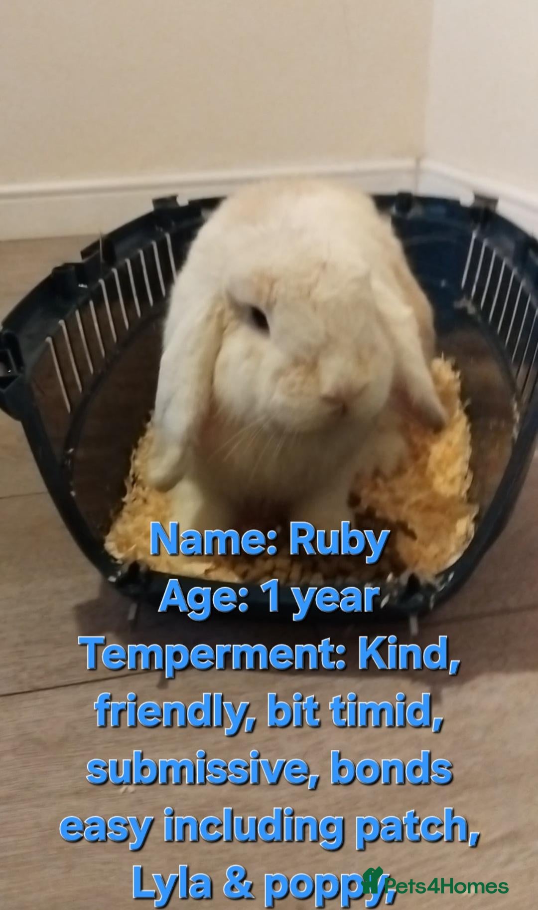 Mini Lop rabbits for sale: 9 bunnies available  - Advert 1