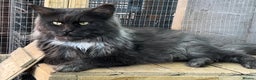 Maine Coon cats for sale: XL maine coon kittens Russia bloodlines Reduced - Advert 14
