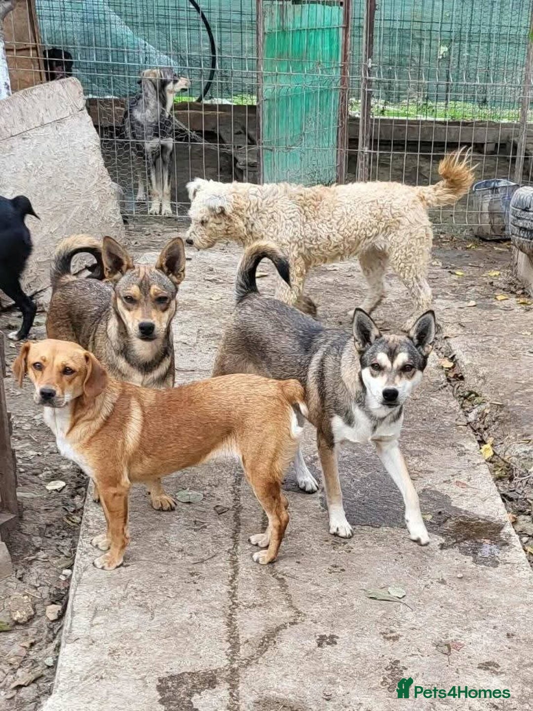 Mixed Breed dogs for adoption: Meet Wilma, currently residing in West Midlands  - Advert 8