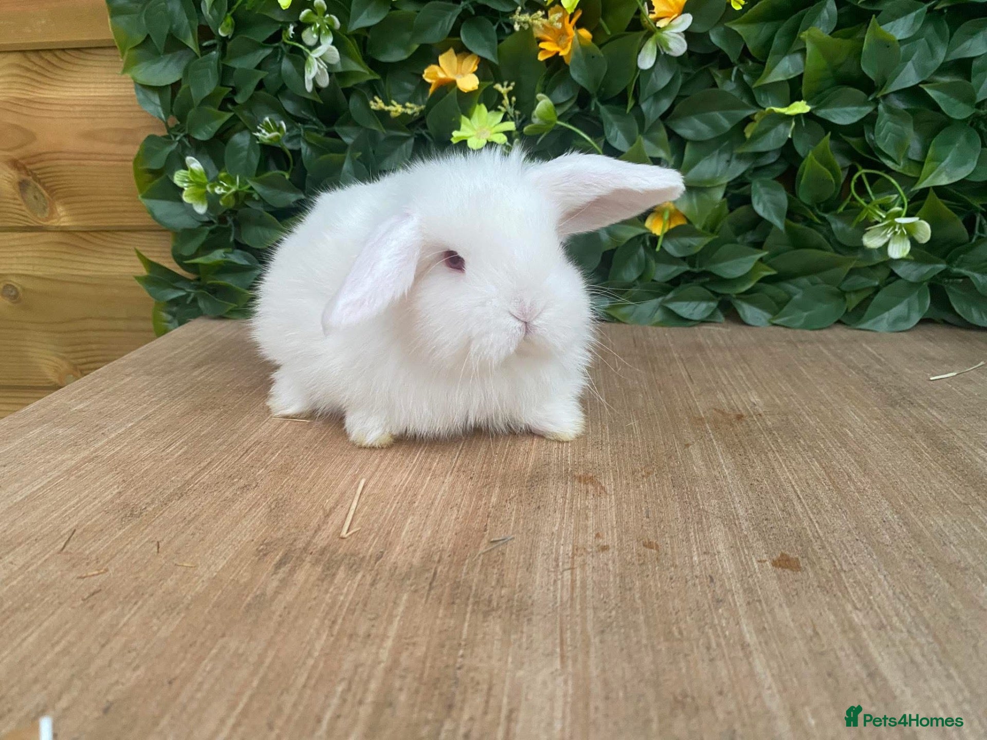 Mini Lop rabbits Mini lops Est since 2014   - Advert 2
