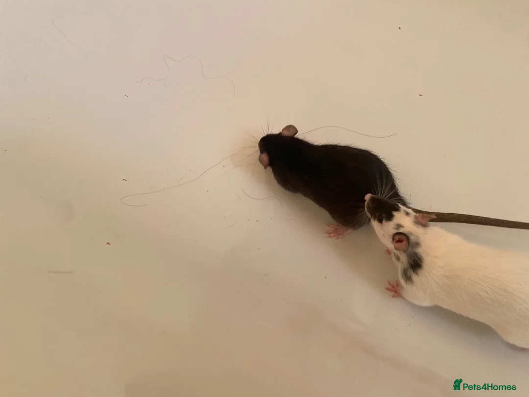Rat rodents for sale: 2 female rats  - Advert 2