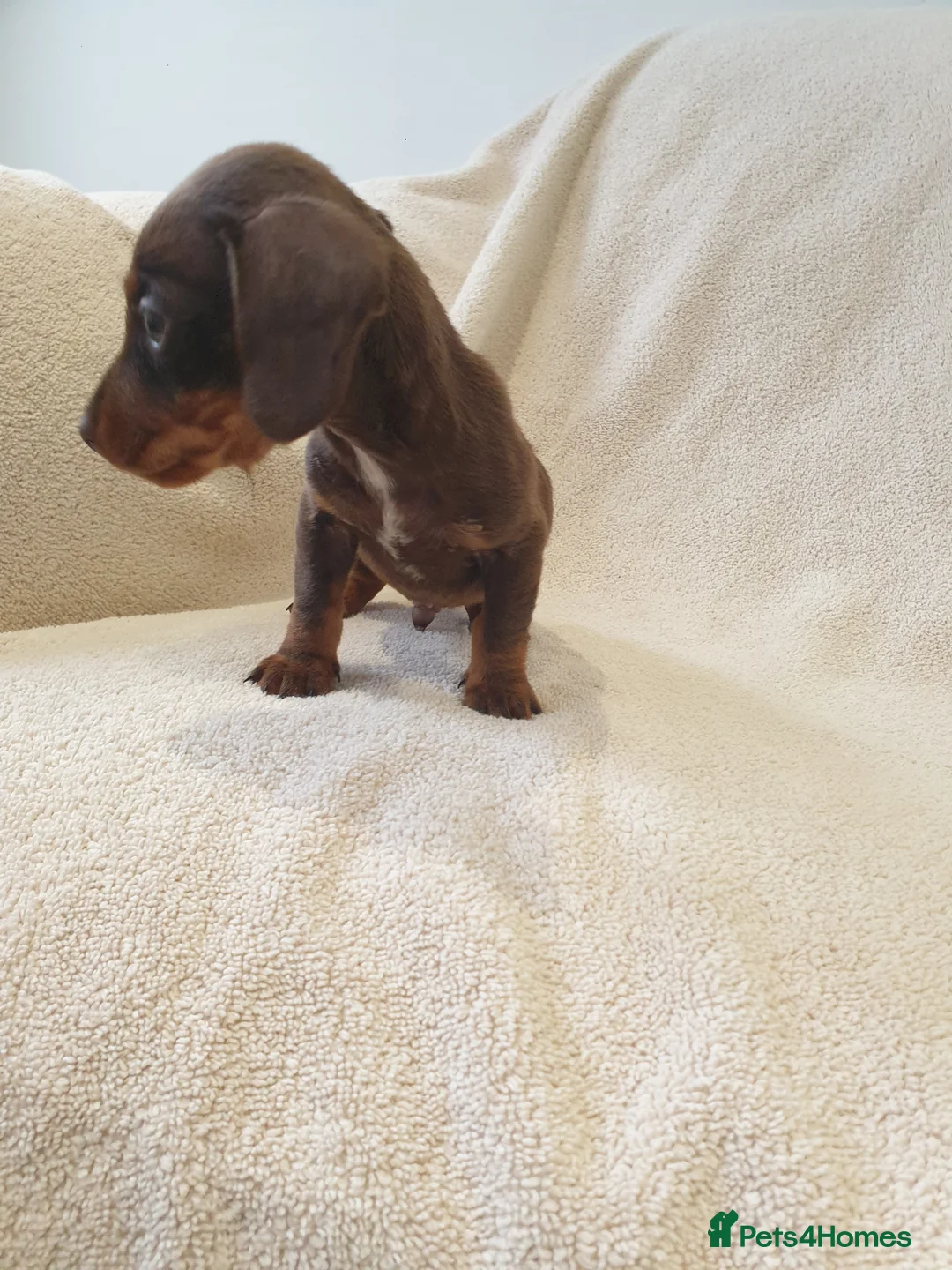 Dachshund dogs for sale: Dachshund  - Advert 2