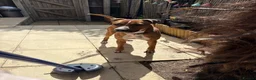 Mixed Breed dogs for sale: 3yr old male American bulldog x staff in Ipswich - Advert 3