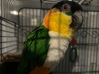 Mixed Breed birds Parrots for sale - Advert 12