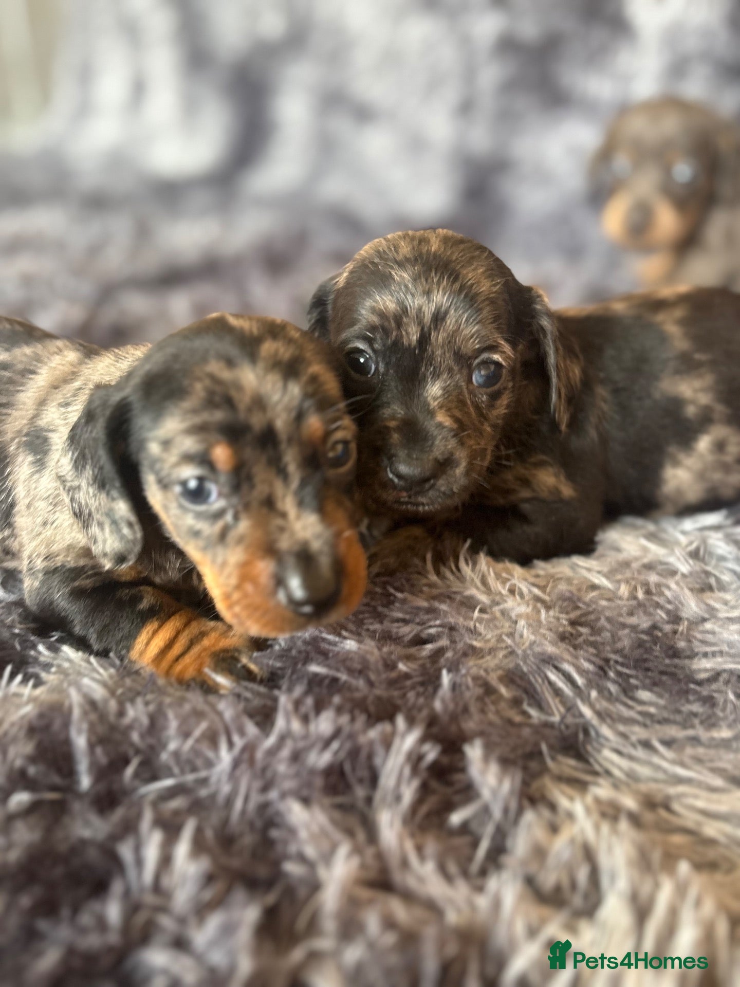 Miniature Dachshund dogs 8 beautiful miniture dachshund puppies!! - Advert 18