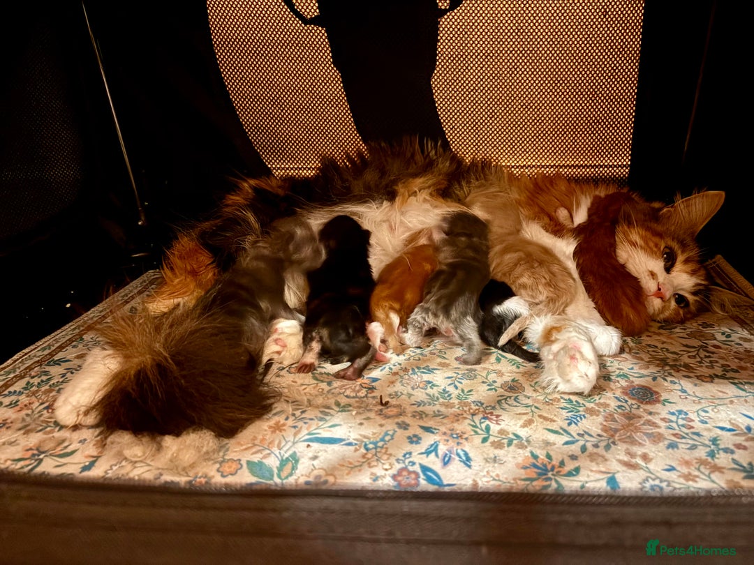 Maine Coon cats for sale: Maine Coon cuties - Advert 3