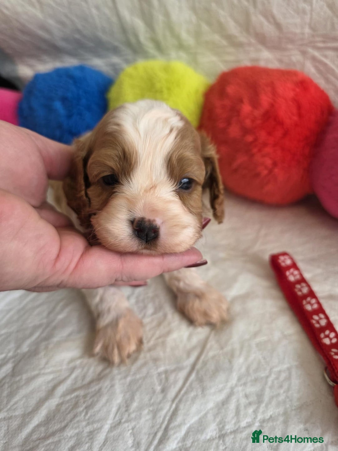 Cavapoo dogs for sale: 🥇Finest Quality Beautiful Toy Cavapoos🥇 - Image 5