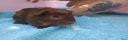 Guinea Pig rodents for sale: Baby guinea pigs - Advert 13