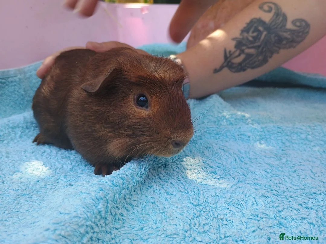 Guinea Pig rodents for sale: Baby guinea pigs - Advert 13
