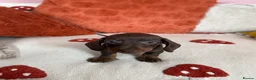 Miniature Dachshund dogs for sale: Dachshund mini puppies  in Hastings - Advert 15