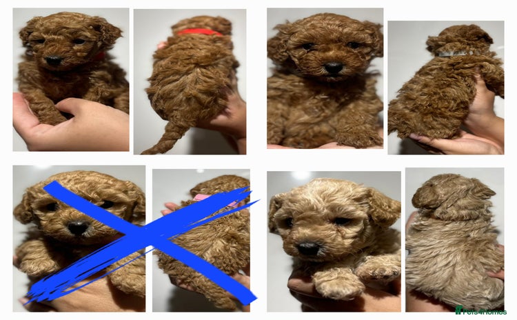 Maltipoo dogs - Advert 6