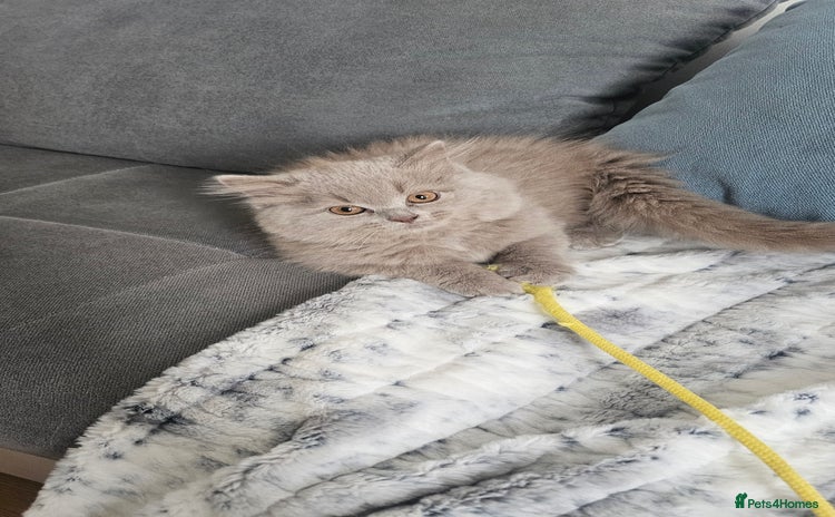 British Longhair cats in Watford - Advert 1