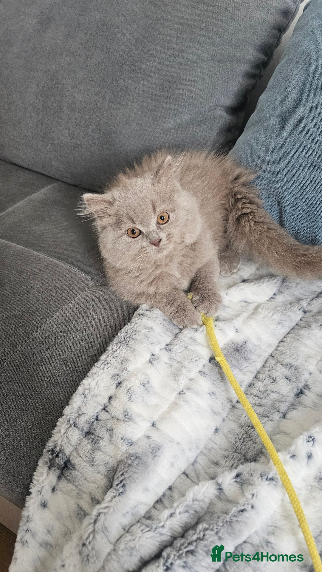 British Longhair cats for sale: British longhair last boy last girl in Watford - Image 1