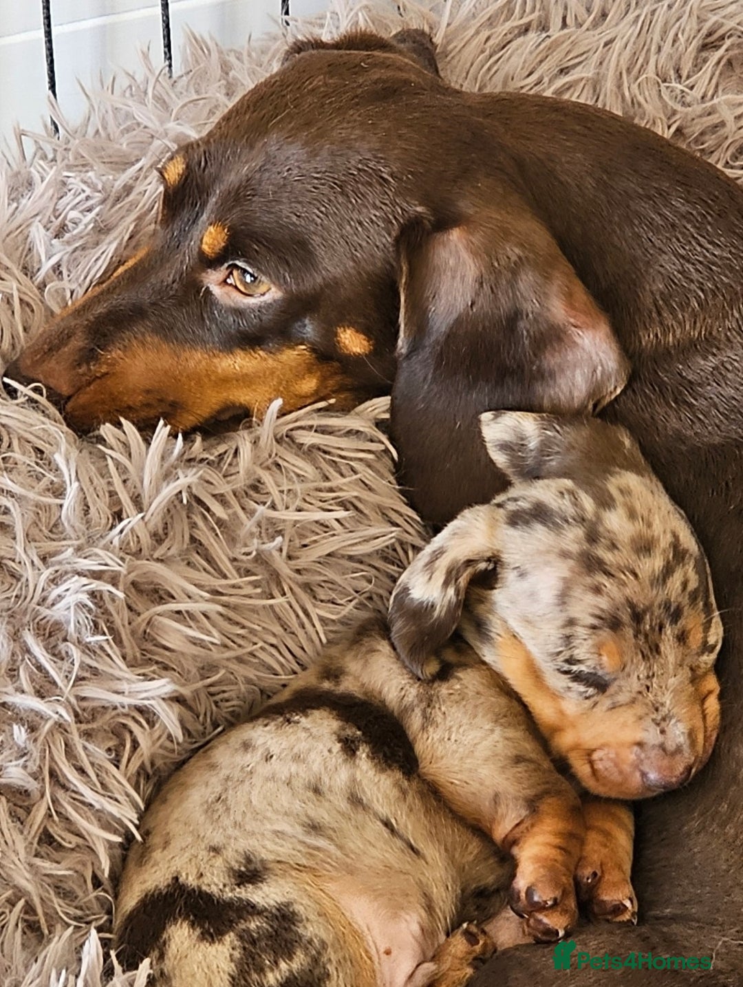 Miniature Dachshund dogs for sale: *CHAMPION LINES* Miniature Dachshund puppies - Image 19