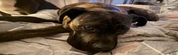 Cane Corso dogs for sale: Cane corso x with presa  - Advert 4