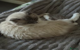 Ragdoll cats for stud: Beautiful Ragdolls ready for a date - Image 5