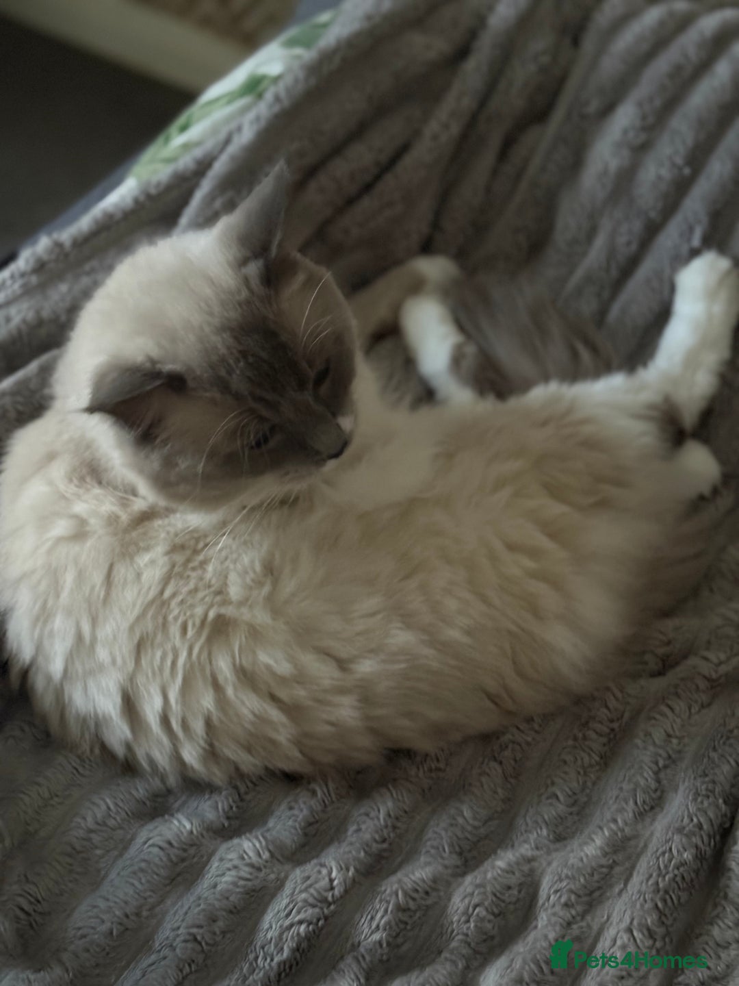 Ragdoll cats for stud: Beautiful Ragdolls ready for a date - Image 5
