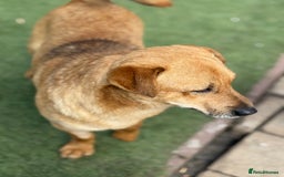 Mixed Breed dogs for adoption: Cute Jerry Needs Love  - Image 4
