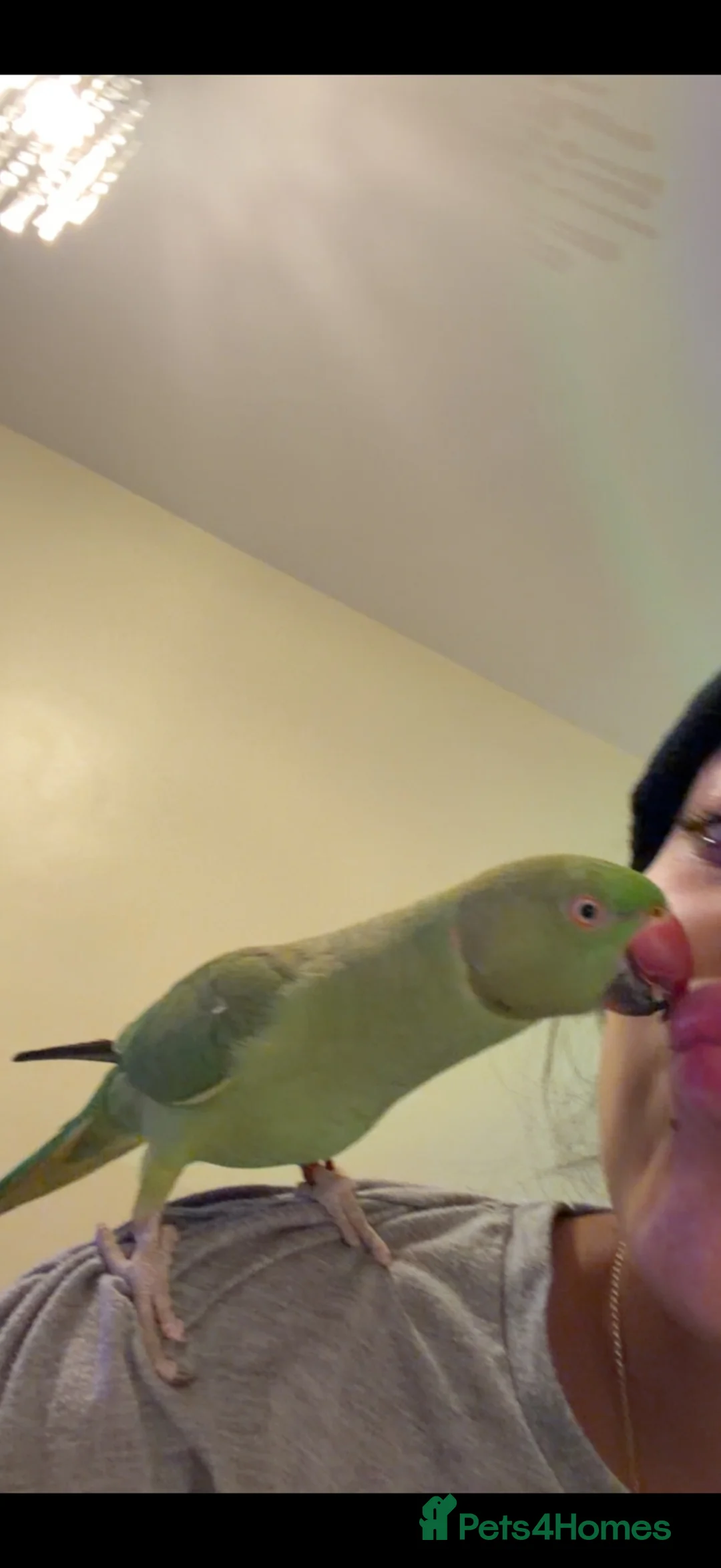 Ringnecks birds for sale: Ring neck / cage and food  - Advert 2