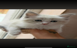 Ragdoll cats for sale: Ragdoll kittens  - Image 1