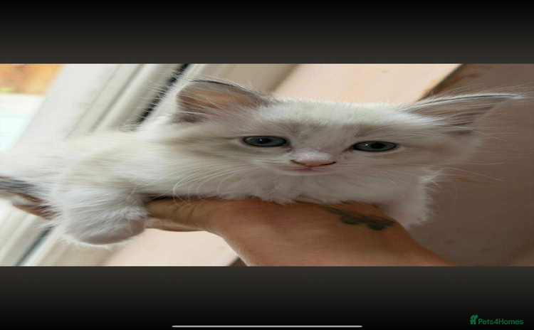 Ragdoll cats - Advert 6