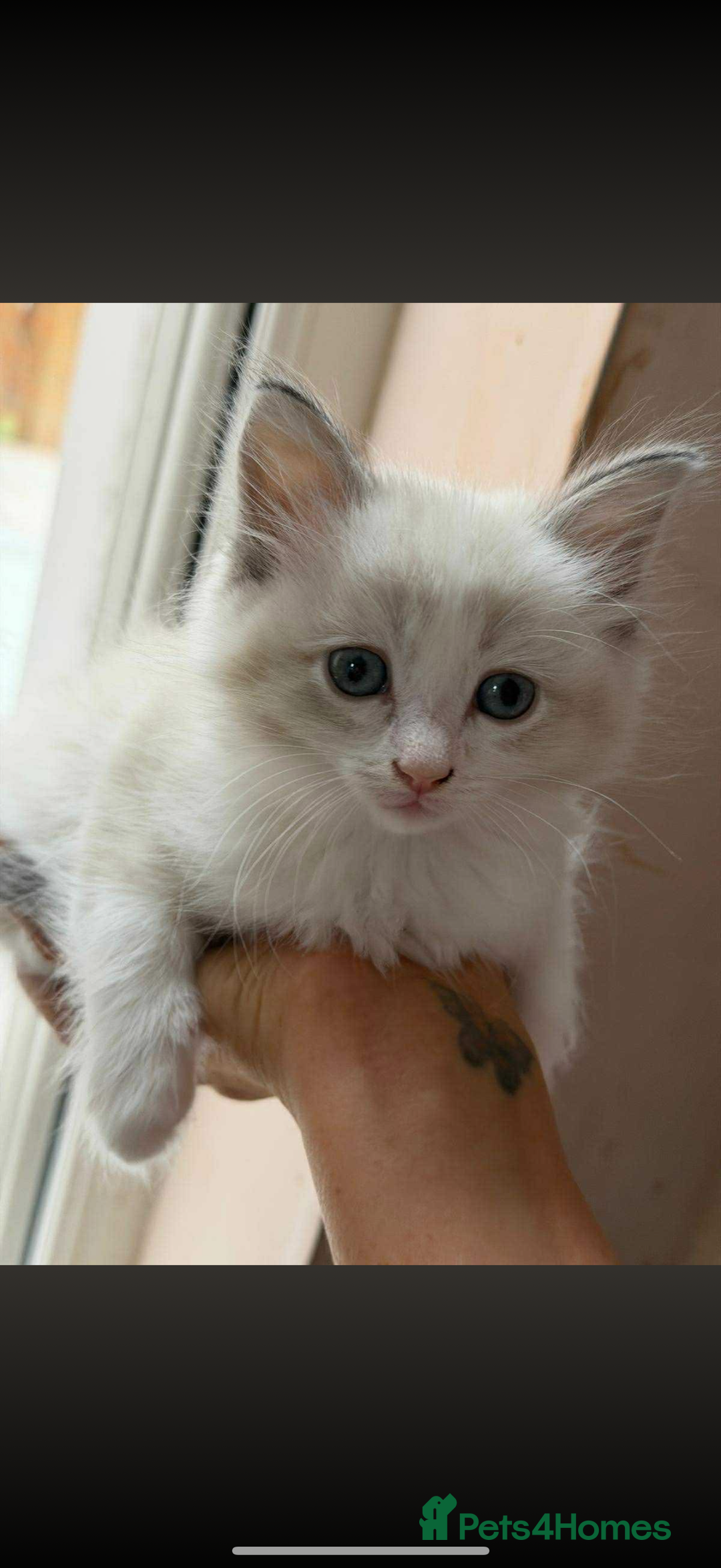Ragdoll cats for sale: Ragdoll kittens  - Image 1