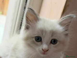 Ragdoll cats - Advert 4