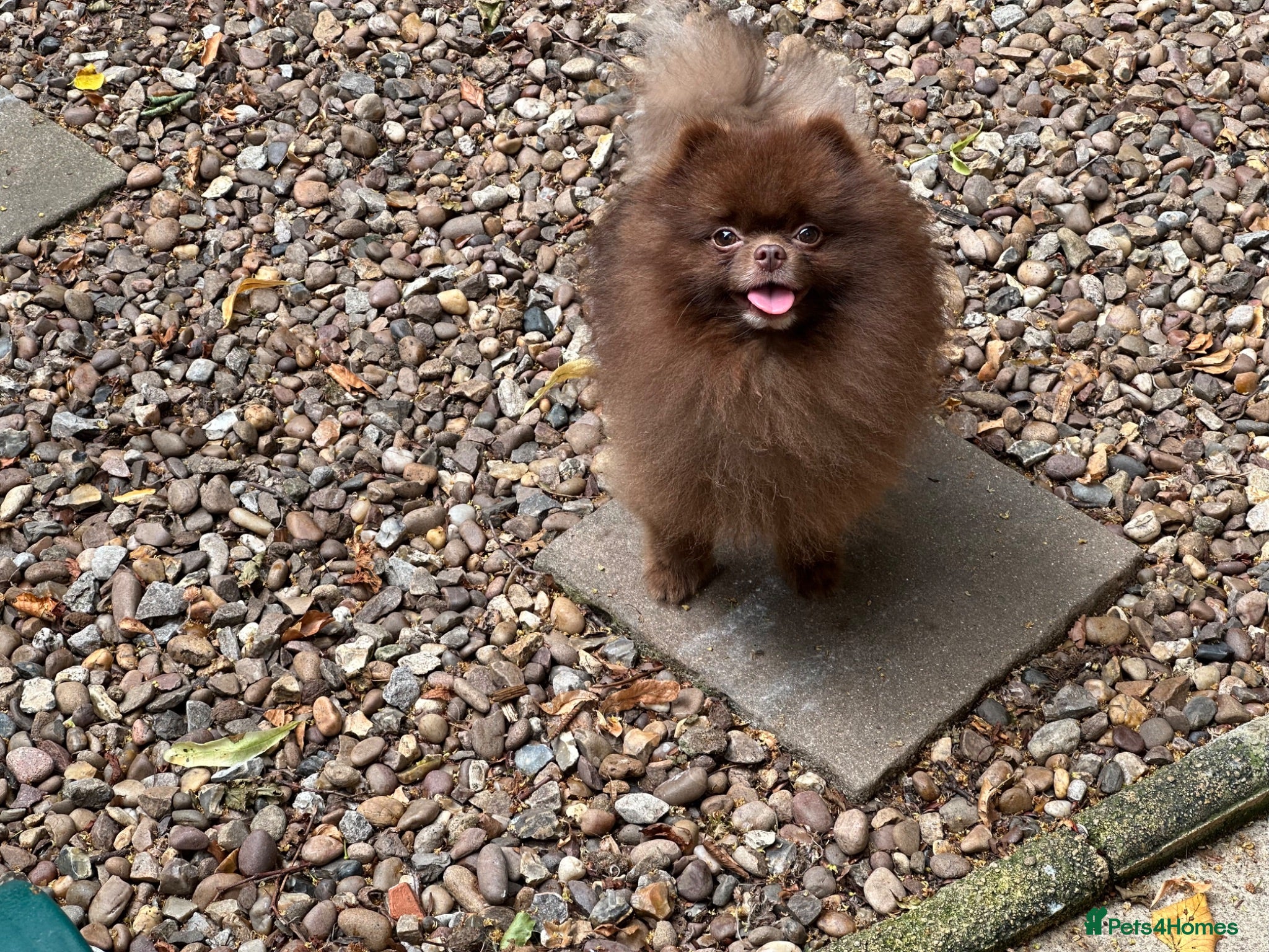 Pomeranian dogs KC Chocolate Teddy bear 🧸  - Advert 2