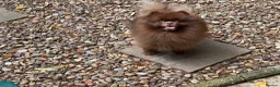 Pomeranian dogs for sale: Outstanding Russian boy  - Advert 4