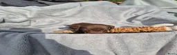 Miniature Dachshund dogs for sale: Gorgeous KC Reg, PRA Clear miniature dachshunds - Advert 22