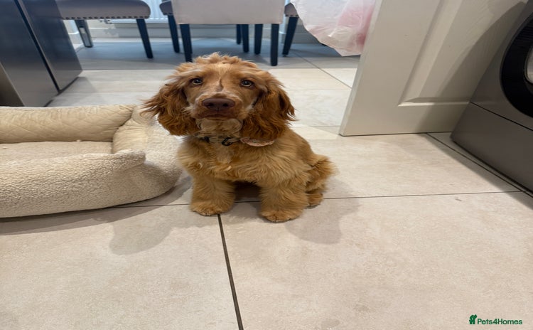 Cocker Spaniel dogs - Advert 12