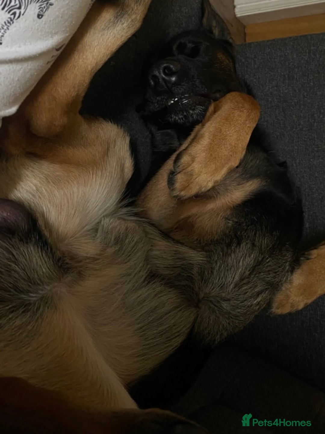 Mixed Breed dogs for sale: Loki - Belgian Malinois x German Shepherd - Intact - Advert 3