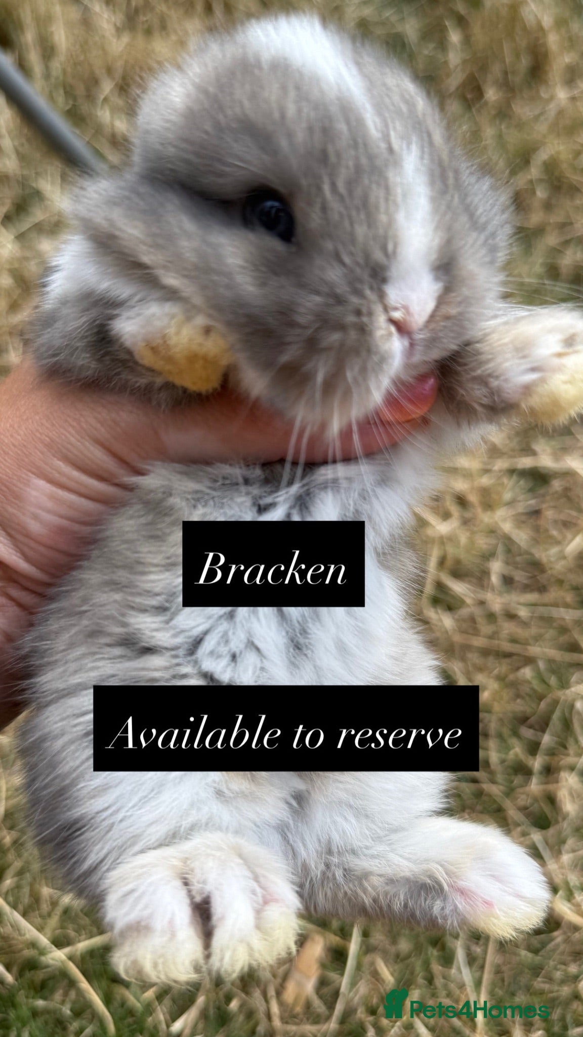 Mini Lop rabbits Beautiful mini lops to reserve  - Advert 2