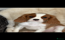 Cavalier King Charles Spaniel dogs for sale: Beautiful health tested cavalier King Charles pups - Image 3