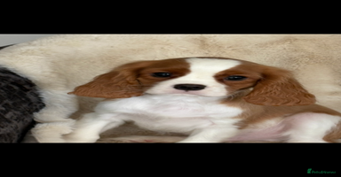 Cavalier King Charles Spaniel dogs - Advert 4