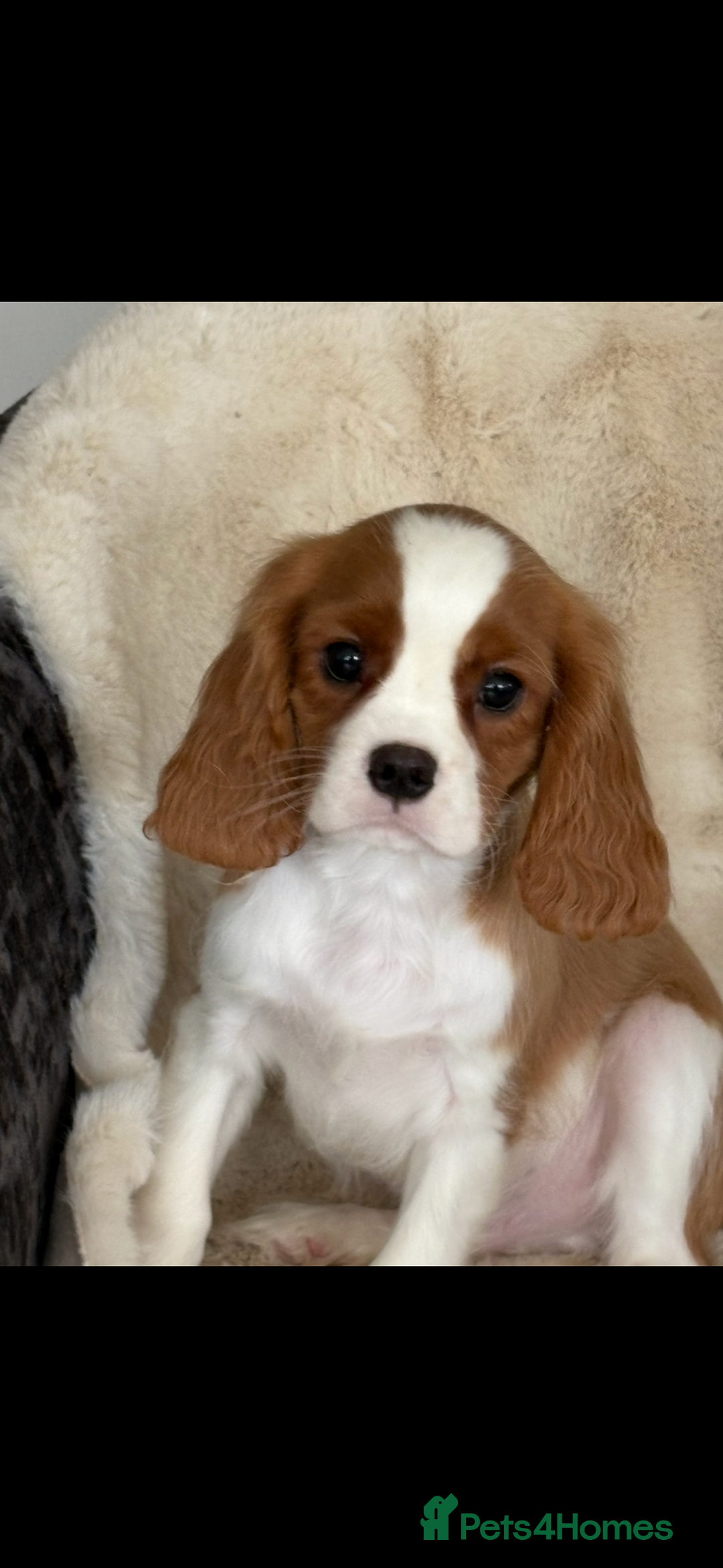 Cavalier King Charles Spaniel dogs for sale: Beautiful health tested cavalier King Charles pups - Image 3
