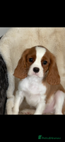 Cavalier King Charles Spaniel dogs - Advert 4