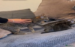 Domestic Shorthair cats for sale: Kitten for sale  - Image 5