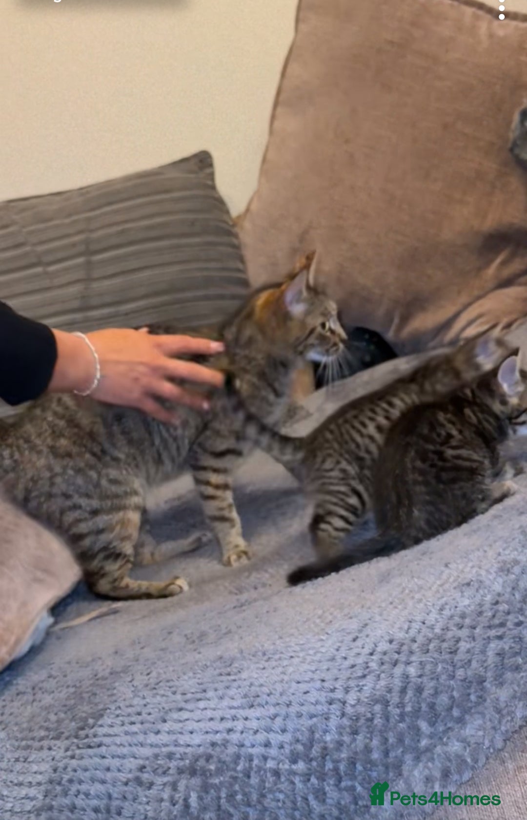 Domestic Shorthair cats for sale: Kitten for sale  - Image 5
