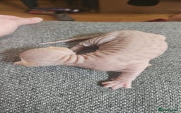 Sphynx cats for sale: Rare red tabby sphynx  - Image 19