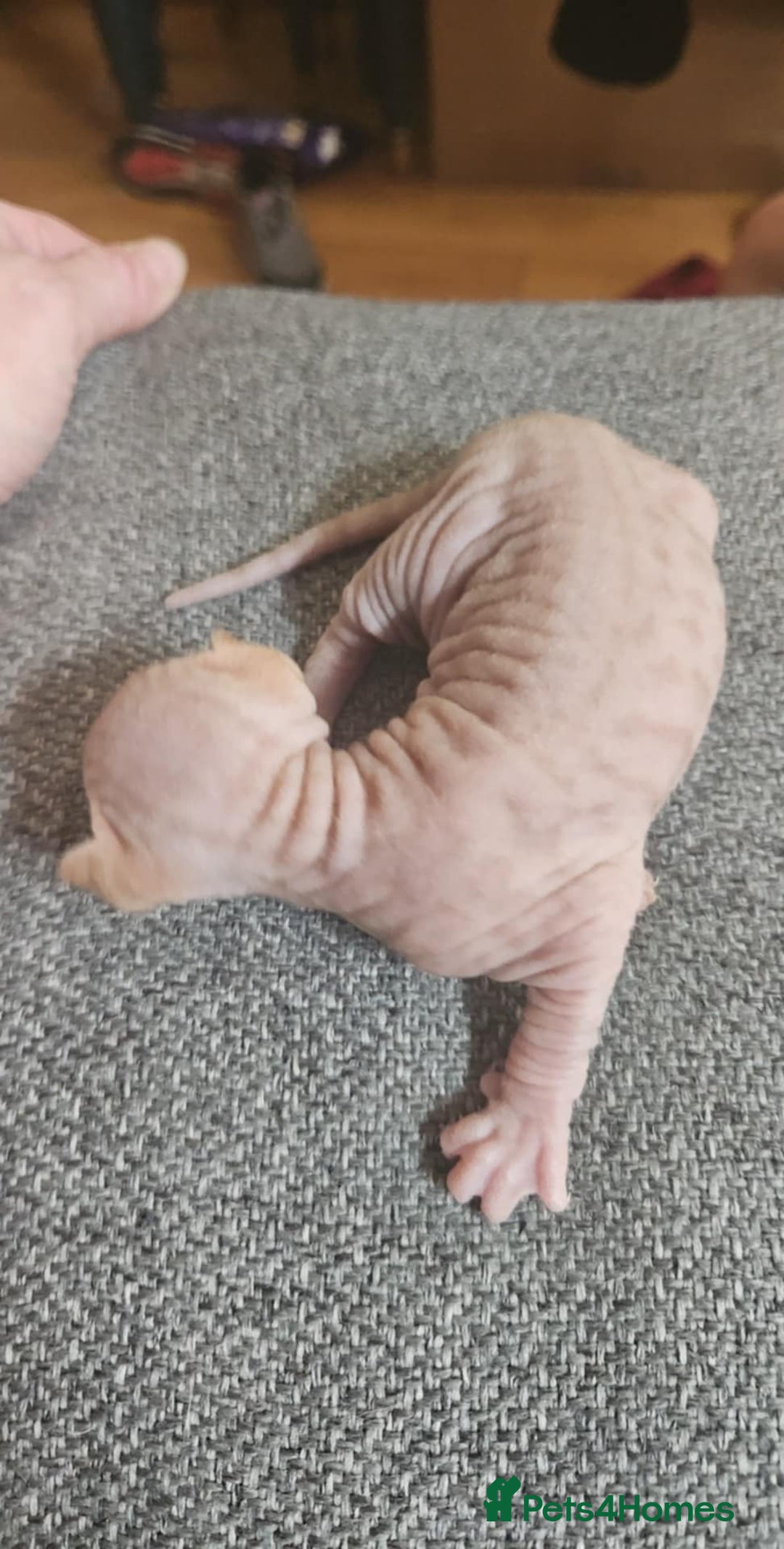 Sphynx cats for sale: Rare red tabby sphynx  - Image 19