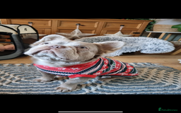 French Bulldog dogs for stud: ⭐️Bowser the fluffy stud⭐️ - Advert 4