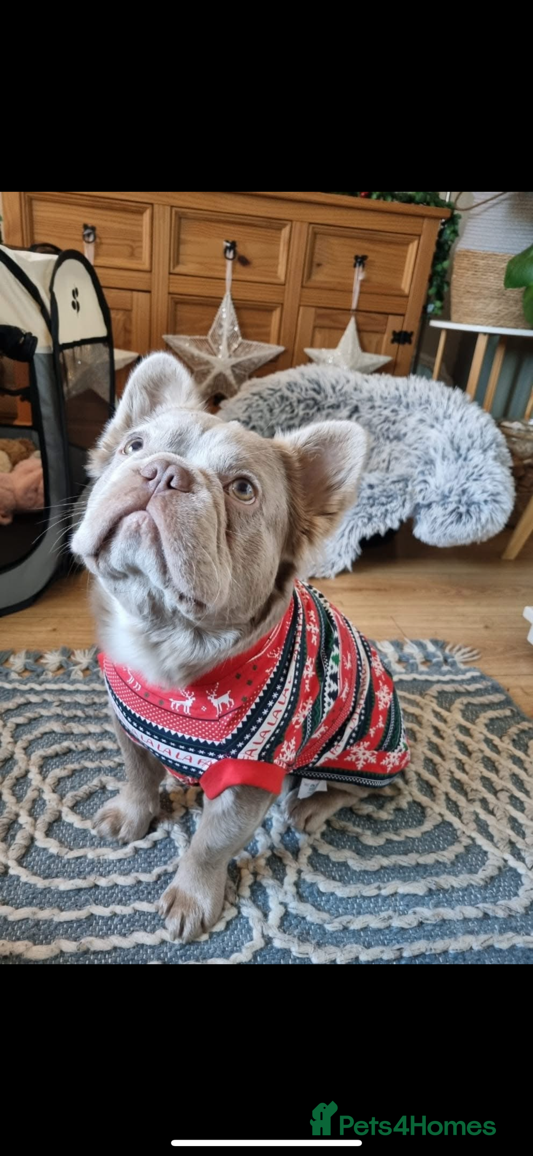 French Bulldog dogs for stud: ⭐️Bowser the fluffy stud⭐️ - Advert 4