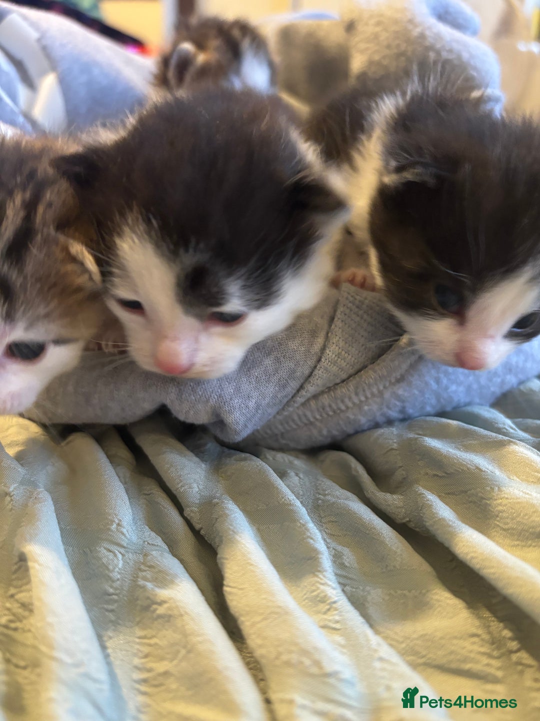 British Shorthair cats for sale: Four hand reared kittens Please read the info - Advert 27