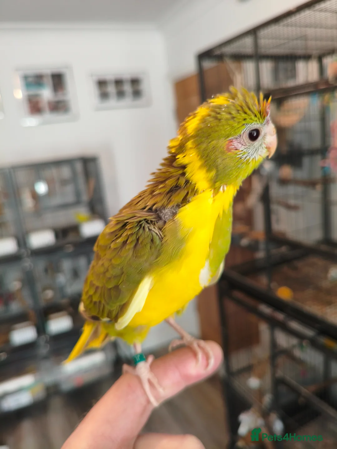 Parakeets birds for sale: Kakarikis - Hand Tame Babies  - Advert 2