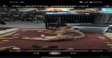 German Shepherd dogs - Advert 4